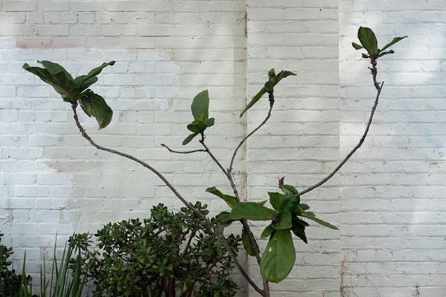 Fig Tree on Amoroso