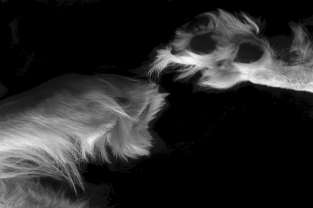 Archival inkjet print of Saluki paws