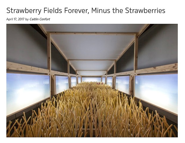 Strawberry Fields Forever Minus the Strawberries