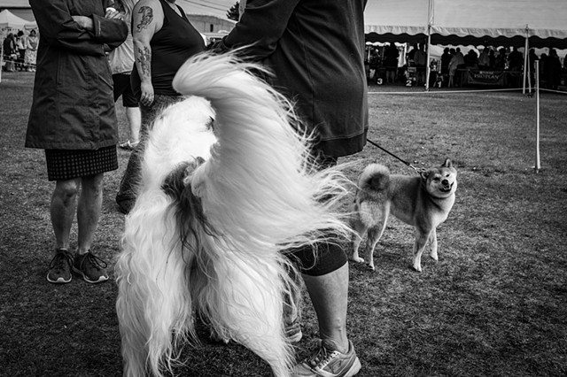 Tail
