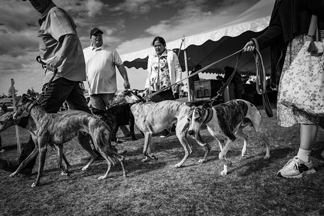 Hounds