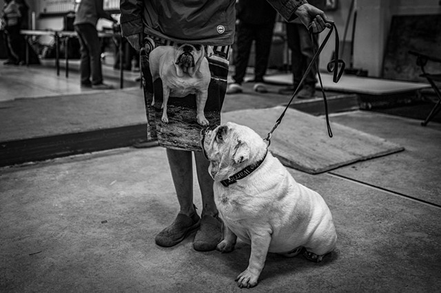 Bulldogs