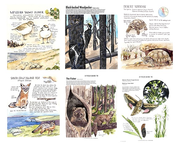 Field Guide Pages