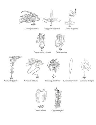 Kelp Phylogenetic Tree