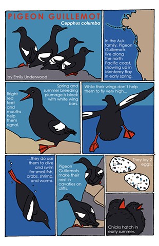 Pigeon Guillemot Cartoon