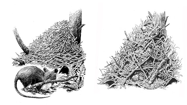 Neotoma fuscipes Dusky-footed Woodrat and nest Emily Underwood scratchboard 
