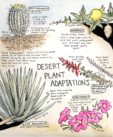 desert plant adaptations neophyte ocotillo wildflowers Emily underwood