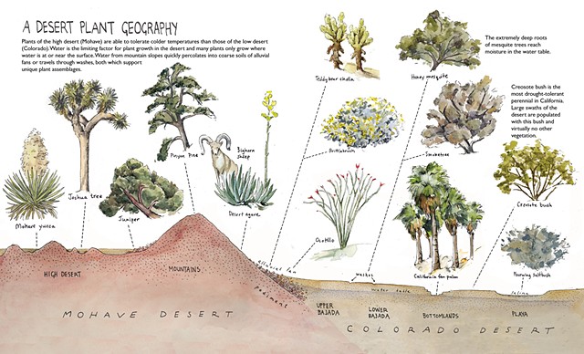 Desert Plant Geography
