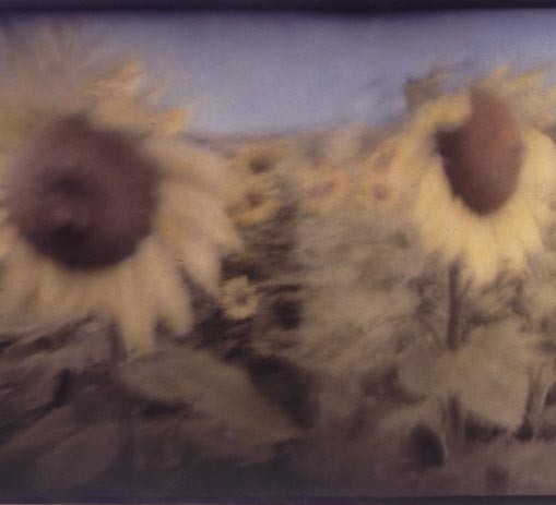 Sunflowers, Montjean, France