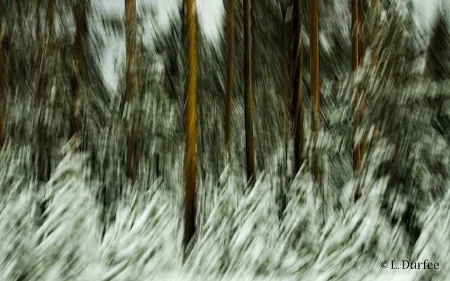 Blurry Trees #1