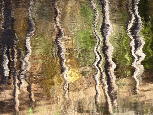 Tree reflections with water ripples