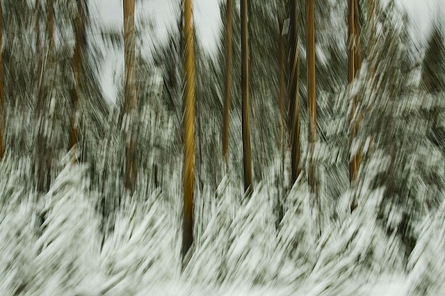 Pine trees with snow - camera motion blur