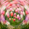 Spinning Tulips