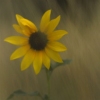 Sunflower in Grass