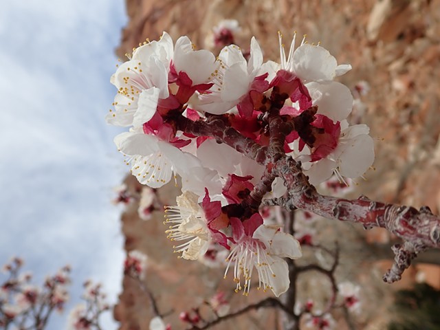 America's National Parks Podcast episode: Capitol Reef - Fruit Trees in the Utah Desert (written by Lauren Beth Eisenberg Davis)