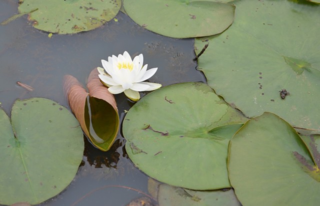 America's National Parks Podcast episode: Kenilworth Aquatic Gardens - an Urban Oasis