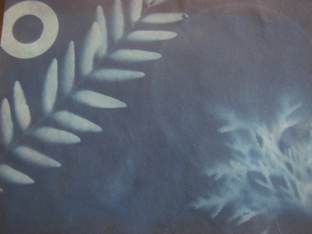  Sun Print, Cyanotype Print, 5th grade Art and Science project