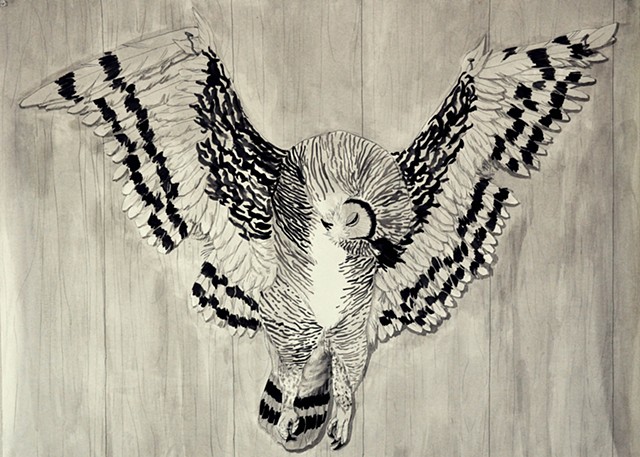 owl series drawing done with indian ink wash