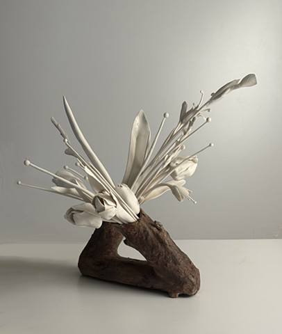 Persistence of Bloom