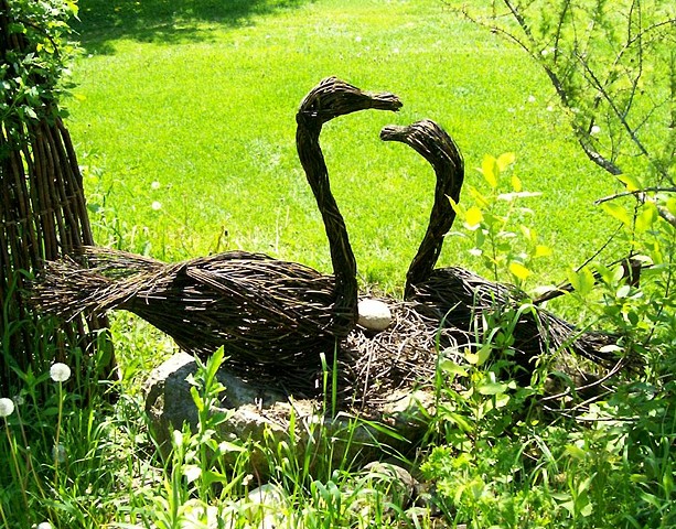 Swans Pair