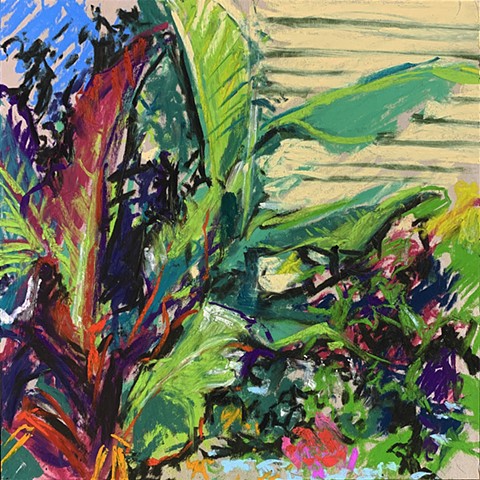 Rising Red Abyssinian