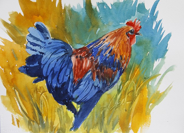Maui Rooster