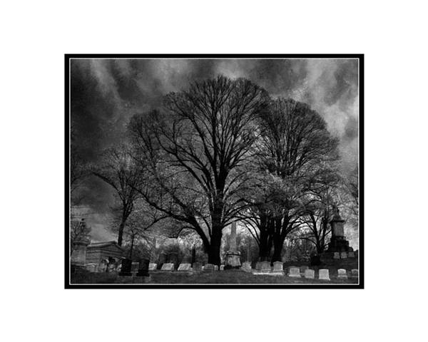 Trees, Digital Fine Art Photograph in color and black & white prints