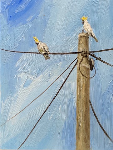 Figurative, oil on panel, cockatoos, urban landscape, contemporary painting