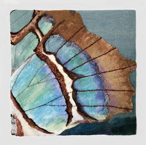 Close-up: Malachite Butterfly