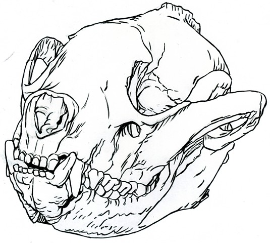 Giant Panda skull, preparatory drawing