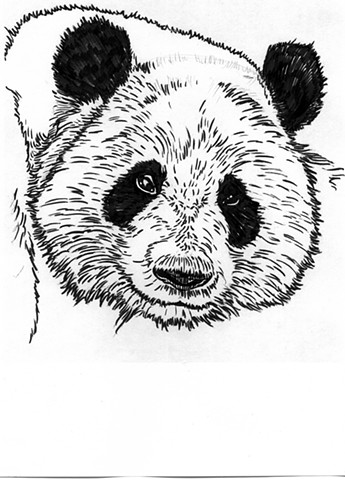 Giant Panda, preparatory drawing