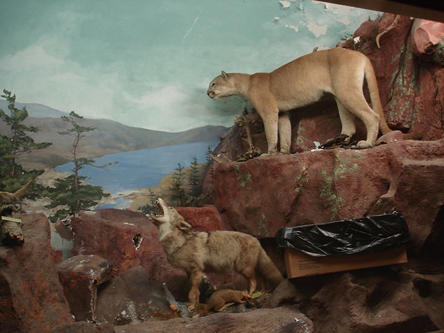Involuntary Sculpture: Cougar and Coyote (2010)