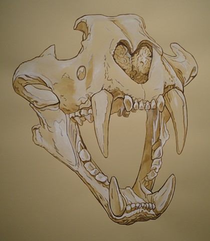 Sumatran Tiger Skull (from the Apologies to the Future series)