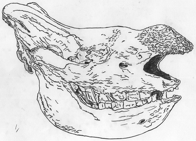 Javan Rhinoceros skull, preparatory drawing