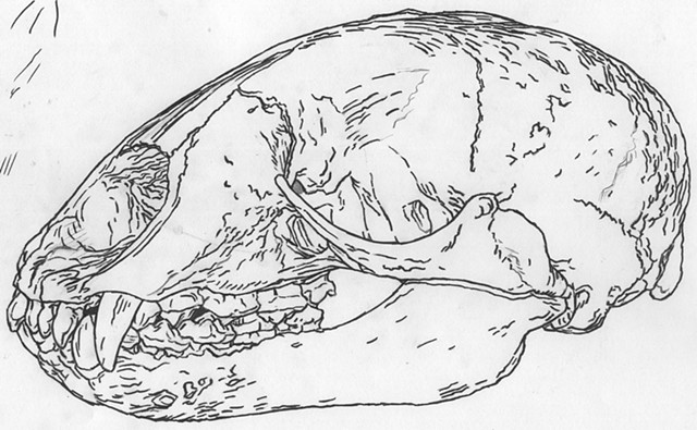Monk Seal skull, preparatory drawing