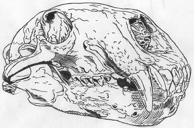 Polar Bear skull, preparatory drawing