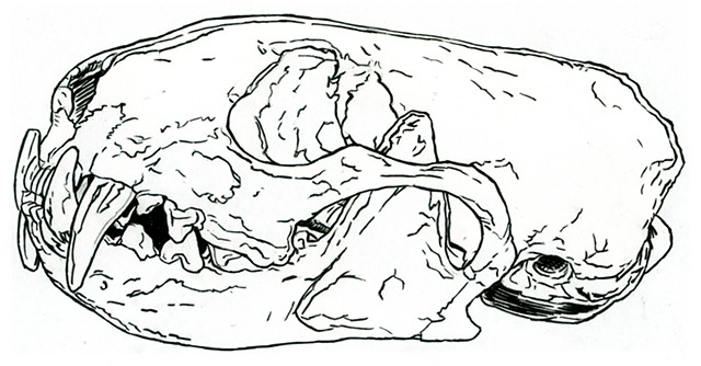 Brown-Footed Ferret skull, preparatory drawing