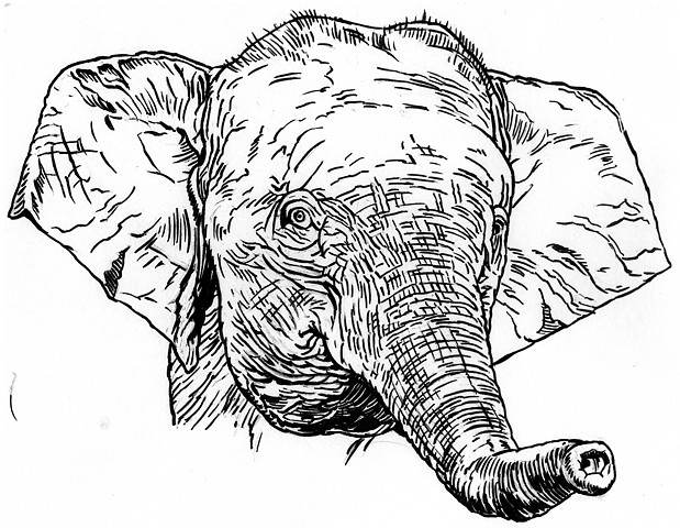 Borneo Pygmy Elephant preparatory drawing