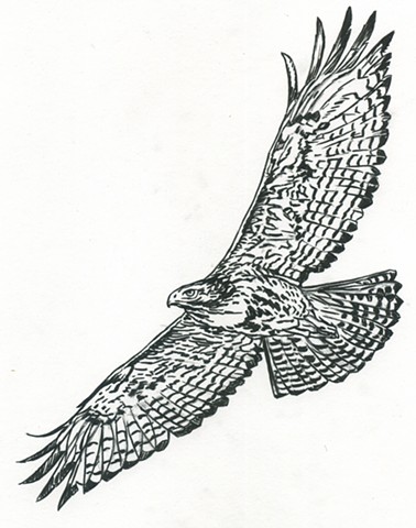 Red-Tailed Hawk (study, in flight)
