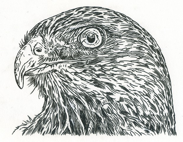 Red-Tailed Hawk, preliminary study