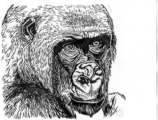 Cross River Gorilla, preparatory drawing