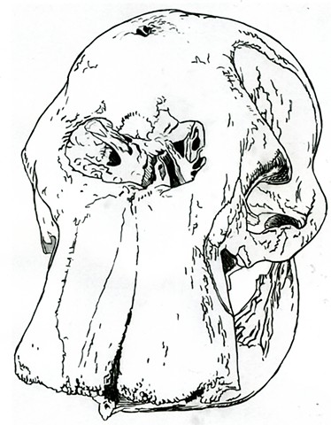 Borneo Pygmy Elephant skull, preparatory drawing