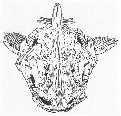 Mekong Giant Catfish skull, preparatory drawing