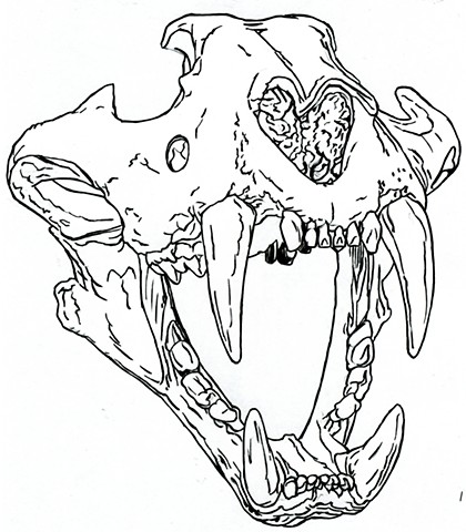 Sumatran Tiger skull, preparatory drawing