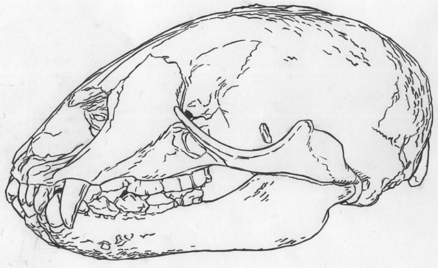 Monk Seal skull, preparatory drawing