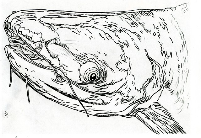 Mekong Giant Catfish, preparatory drawing