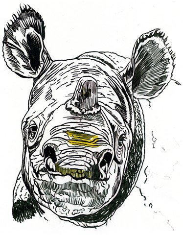 Javan Rhino, preparatory drawing