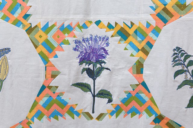 Detail Whig Star Plant Index