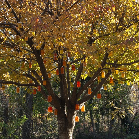 Tree of Illuminations