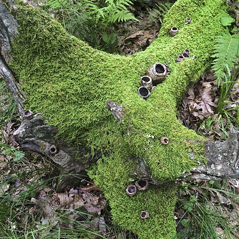 Pods in Mossy Stump